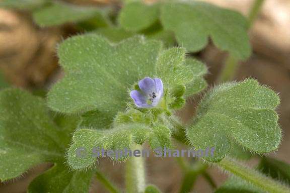 nemophila parviflora var quercifolia 2 graphic